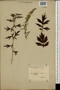 Artemisia vulgaris L., Caucasus, Georgia (K4) (Georgia)
