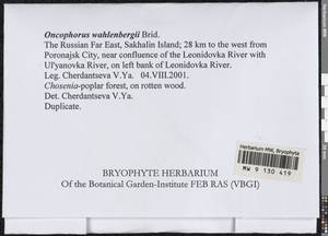 Brideliella wahlenbergii (Brid.) Fedosov, M. Stech & Ignatov, Bryophytes, Bryophytes - Russian Far East (excl. Chukotka & Kamchatka) (B20) (Russia)