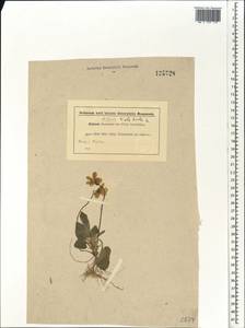Viola hirta L., Siberia, Western Siberia (S1) (Russia)