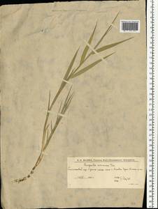 Phragmites australis (Cav.) Trin. ex Steud., Eastern Europe, Lower Volga region (E9) (Russia)