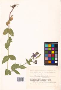 MHA 0 161 028, Veronica teucrium L., Eastern Europe, Lower Volga region (E9) (Russia)