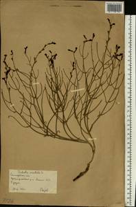 Dodartia orientalis L., Eastern Europe, Lower Volga region (E9) (Russia)