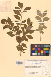 Euonymus alatus (Thunb.) Siebold, Siberia, Russian Far East (S6) (Russia)