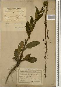 Verbascum blattaria L., Caucasus, Azerbaijan (K6) (Azerbaijan)