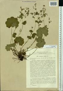 Alchemilla tubulosa Juz., Eastern Europe, Eastern region (E10) (Russia)