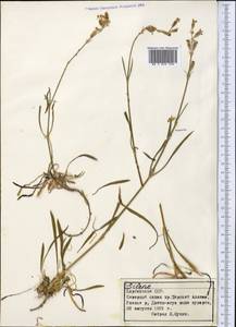 Silene, Middle Asia, Northern & Central Tian Shan (M4) (Kyrgyzstan)