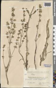 Silene, Eastern Europe, North Ukrainian region (E11) (Ukraine)