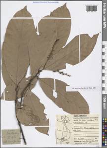 Lithocarpus, South Asia, South Asia (Asia outside ex-Soviet states and Mongolia) (ASIA) (Vietnam)