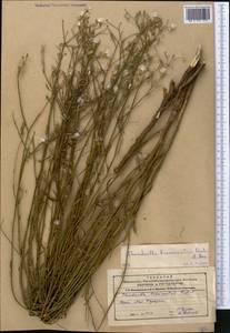 Chondrilla brevirostris Fisch. & C. A. Mey., Middle Asia, Caspian Ustyurt & Northern Aralia (M8) (Kazakhstan)