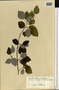 Populus alba L., Eastern Europe, South Ukrainian region (E12) (Ukraine)