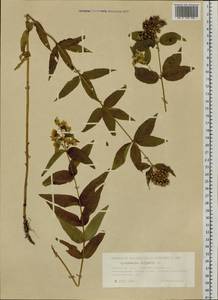 Lysimachia vulgaris L., Siberia, Western Siberia (S1) (Russia)