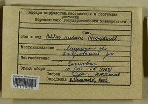 Pohlia nutans (Hedw.) Lindb., Bryophytes, Bryophytes - Central forest-and-steppe region (B10) (Russia)