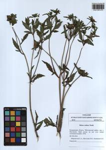 Bidens radiata Thuill., Siberia, Altai & Sayany Mountains (S2) (Russia)