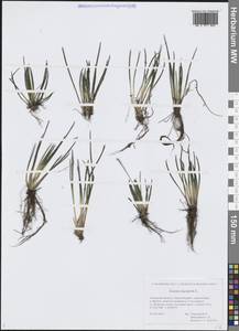 Isoetes lacustris L., Siberia, Western Siberia (S1) (Russia)