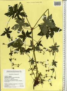 Geranium sylvaticum L., Eastern Europe, Central forest-and-steppe region (E6) (Russia)