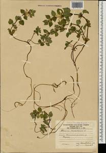 Lamium tomentosum Willd., Caucasus, South Ossetia (K4b) (South Ossetia)