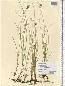 Carex praecox Schreb., Eastern Europe, Western region (E3) (Russia)