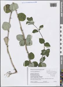 Lonicera caprifolium L., Eastern Europe, Central region (E4) (Russia)