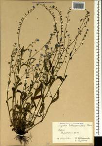 Myosotis lithospermifolia (Willd.) Hornem., Crimea (KRYM) (Russia)