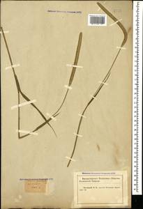 Phleum pratense L., Caucasus, Krasnodar Krai & Adygea (K1a) (Russia)