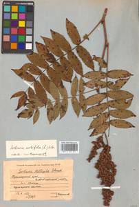 Sorbaria sorbifolia (L.) A. Braun, Siberia, Russian Far East (S6) (Russia)