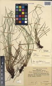 Carex korkischkoae A.E.Kozhevn., Siberia, Russian Far East (S6) (Russia)