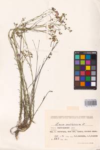 Linum austriacum L., Eastern Europe, Lower Volga region (E9) (Russia)