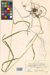 Glyceria lithuanica (Gorski) Gorski, Siberia, Russian Far East (S6) (Russia)
