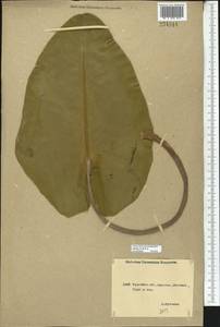 Nuphar lutea (L.) Sibth. & Sm., Middle Asia, Northern & Central Kazakhstan (M10) (Kazakhstan)