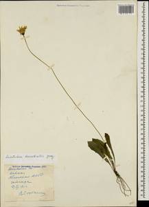 Leontodon hispidus subsp. danubialis (Jacq.) Simonk., Caucasus, Abkhazia (K4a) (Abkhazia)