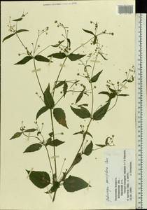 Galinsoga parviflora Cav., Eastern Europe, Belarus (E3a) (Belarus)