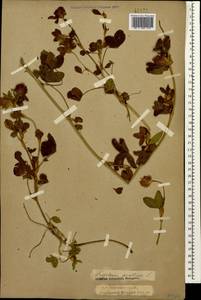 Trifolium pratense L., Caucasus, Krasnodar Krai & Adygea (K1a) (Russia)