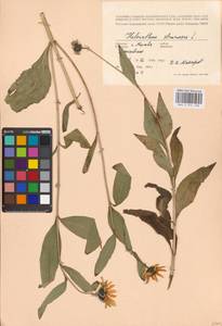 Helianthus strumosus L., Eastern Europe, Moscow region (E4a) (Russia)