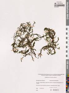 Callitriche hermaphroditica L., Siberia, Chukotka & Kamchatka (S7) (Russia)