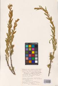 Krascheninnikovia ceratoides (L.) Gueldenst., Eastern Europe, Lower Volga region (E9) (Russia)