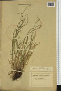 Carex divisa Huds., Western Europe (EUR) (Not classified)