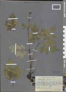 Actaea cimicifuga L., Siberia, Baikal & Transbaikal region (S4) (Russia)