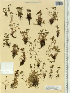Saxifraga rivularis, Siberia, Western Siberia (S1) (Russia)