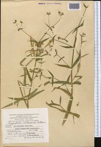 Lepyrodiclis stellarioides Schrenk ex Fisch. & C. A. Mey., Middle Asia, Kopet Dag, Badkhyz, Small & Great Balkhan (M1) (Turkmenistan)