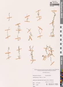 Utricularia minor L., Siberia, Chukotka & Kamchatka (S7) (Russia)