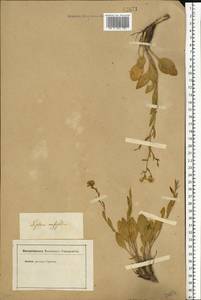 Lepidium cartilagineum (J.Mayer) Thell., Eastern Europe, Lower Volga region (E9) (Russia)