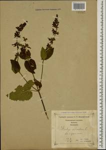 Stachys sylvatica L., Caucasus, Georgia (K4) (Georgia)