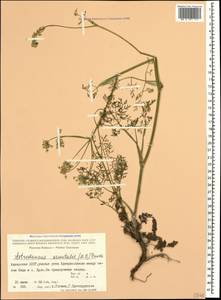 Astrodaucus orientalis (L.) Drude, Caucasus, Georgia (K4) (Georgia)