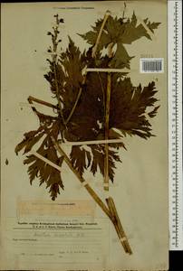 Aconitum orientale Mill., Caucasus, Azerbaijan (K6) (Azerbaijan)