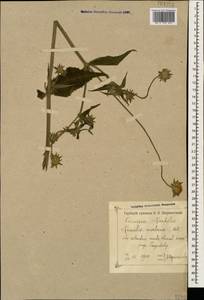 Knautia tatarica (L.) Szabó, Caucasus, Georgia (K4) (Georgia)