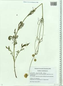 Scabiosa ochroleuca L., Eastern Europe, Eastern region (E10) (Russia)