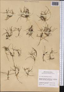 Carex subspathacea Wormsk. ex Hornem., America (AMER) (Greenland)