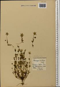 Lomatogonium carinthiacum (Wulfen) Reichenb., Caucasus, Stavropol Krai, Karachay-Cherkessia & Kabardino-Balkaria (K1b) (Russia)