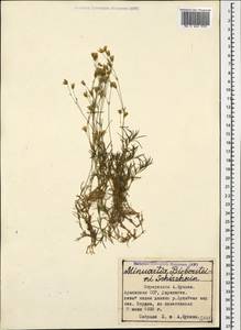Sabulina biebersteinii (Rupr.) Dillenb. & Kadereit, Caucasus, Armenia (K5) (Armenia)
