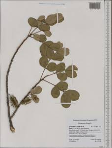 Ceratonia siliqua L., Western Europe (EUR) (Italy)